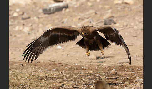 Steppenadler (Aquila nipalensis)