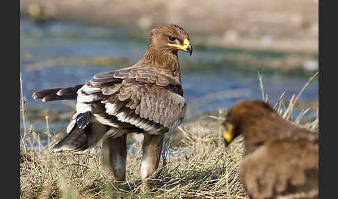 Steppenadler (Aquila nipalensis)