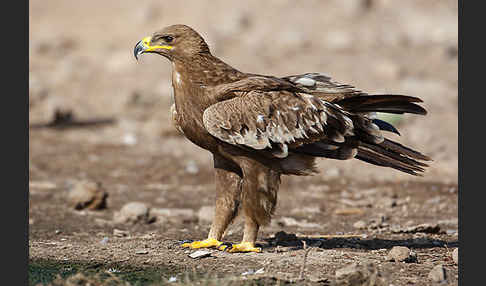 Steppenadler (Aquila nipalensis)