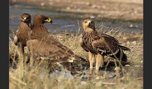 Kaiseradler (Aquila heliaca)