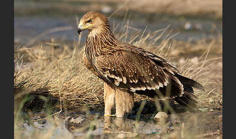 Kaiseradler (Aquila heliaca)