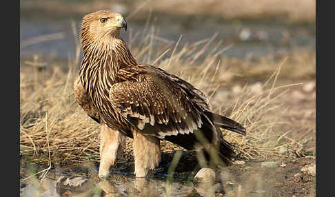 Kaiseradler (Aquila heliaca)