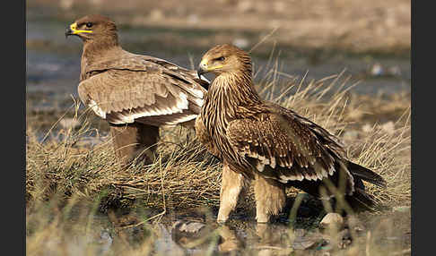 Kaiseradler (Aquila heliaca)