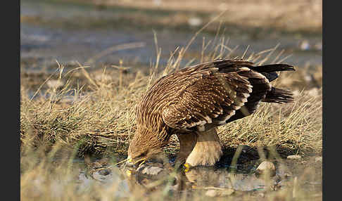 Kaiseradler (Aquila heliaca)