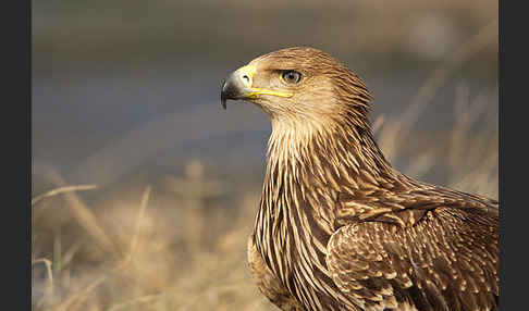 Kaiseradler (Aquila heliaca)