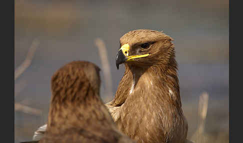 Steppenadler (Aquila nipalensis)