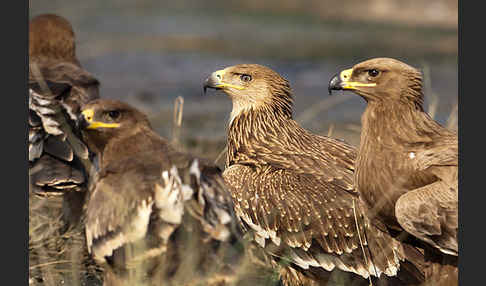 Kaiseradler (Aquila heliaca)