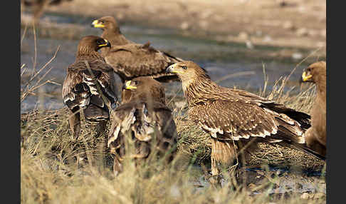 Kaiseradler (Aquila heliaca)