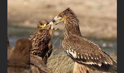 Kaiseradler (Aquila heliaca)