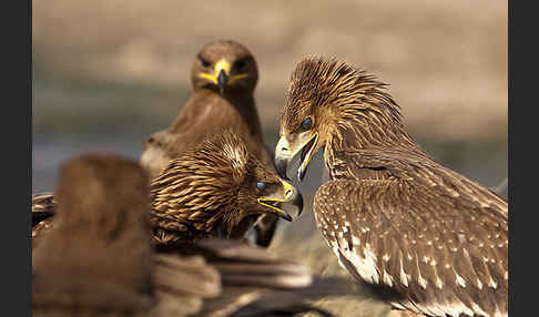 Kaiseradler (Aquila heliaca)