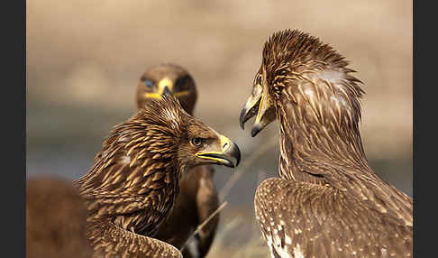 Kaiseradler (Aquila heliaca)