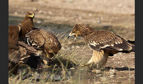 Kaiseradler (Aquila heliaca)