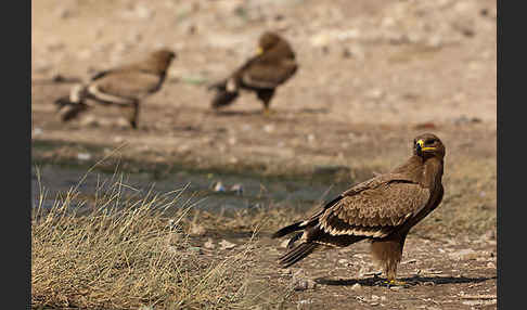 Steppenadler (Aquila nipalensis)