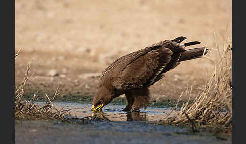 Steppenadler (Aquila nipalensis)