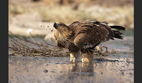 Kaiseradler (Aquila heliaca)