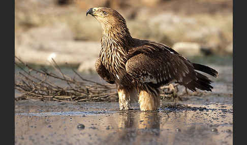 Kaiseradler (Aquila heliaca)