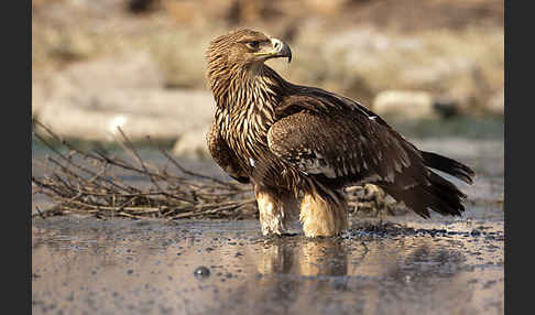 Kaiseradler (Aquila heliaca)