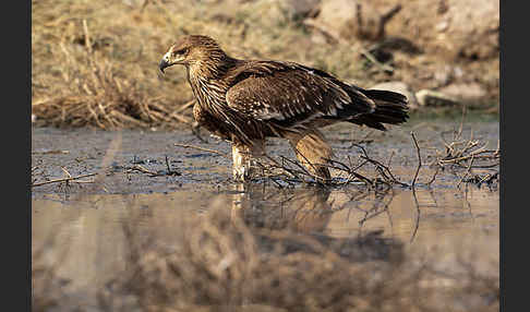 Kaiseradler (Aquila heliaca)