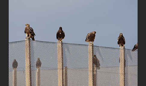 Kaiseradler (Aquila heliaca)