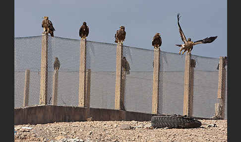 Kaiseradler (Aquila heliaca)