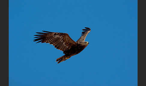 Steppenadler (Aquila nipalensis)