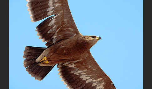 Steppenadler (Aquila nipalensis)