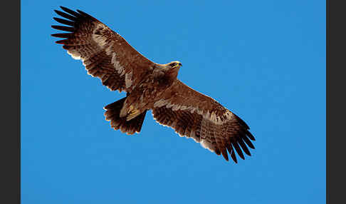 Steppenadler (Aquila nipalensis)