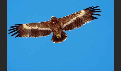 Steppenadler (Aquila nipalensis)