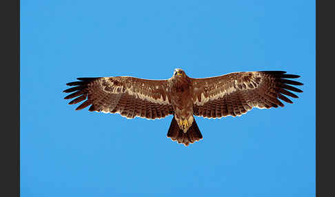 Steppenadler (Aquila nipalensis)