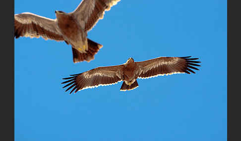 Steppenadler (Aquila nipalensis)