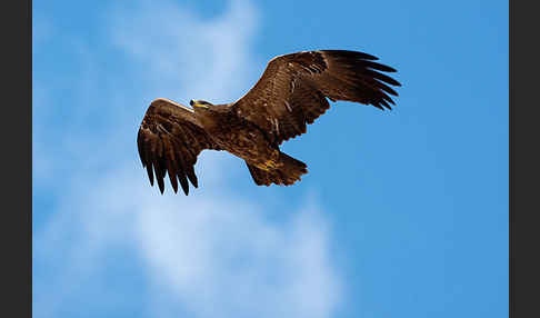 Steppenadler (Aquila nipalensis)