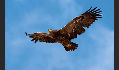 Steppenadler (Aquila nipalensis)