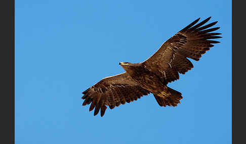 Steppenadler (Aquila nipalensis)