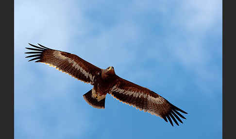 Steppenadler (Aquila nipalensis)