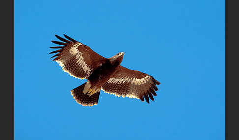 Steppenadler (Aquila nipalensis)