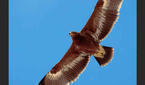 Steppenadler (Aquila nipalensis)