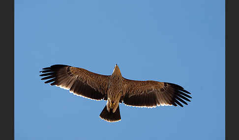 Kaiseradler (Aquila heliaca)