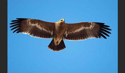 Steppenadler (Aquila nipalensis)