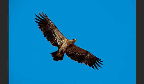 Steppenadler (Aquila nipalensis)