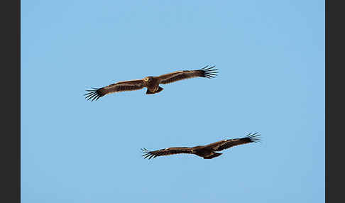 Steppenadler (Aquila nipalensis)