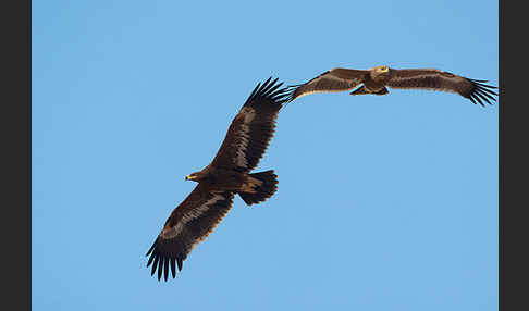 Steppenadler (Aquila nipalensis)