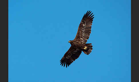 Steppenadler (Aquila nipalensis)