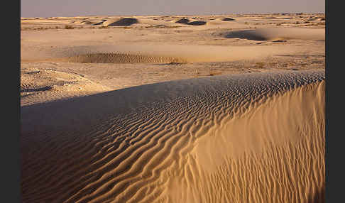Oman (Oman)