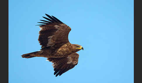 Steppenadler (Aquila nipalensis)