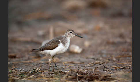 Flußuferläufer (Actitis hypoleucos)