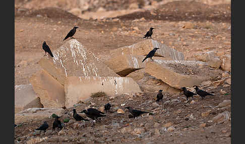 Glanzkrähe (Corvus splendens)