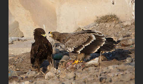 Steppenadler (Aquila nipalensis)