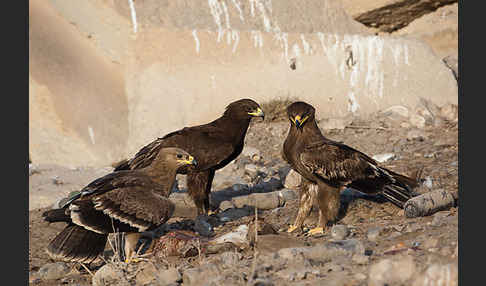 Steppenadler (Aquila nipalensis)