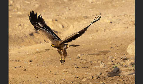 Steppenadler (Aquila nipalensis)