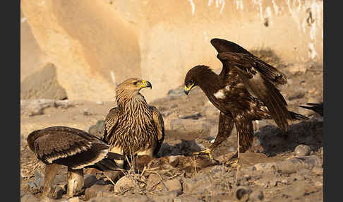 Kaiseradler (Aquila heliaca)